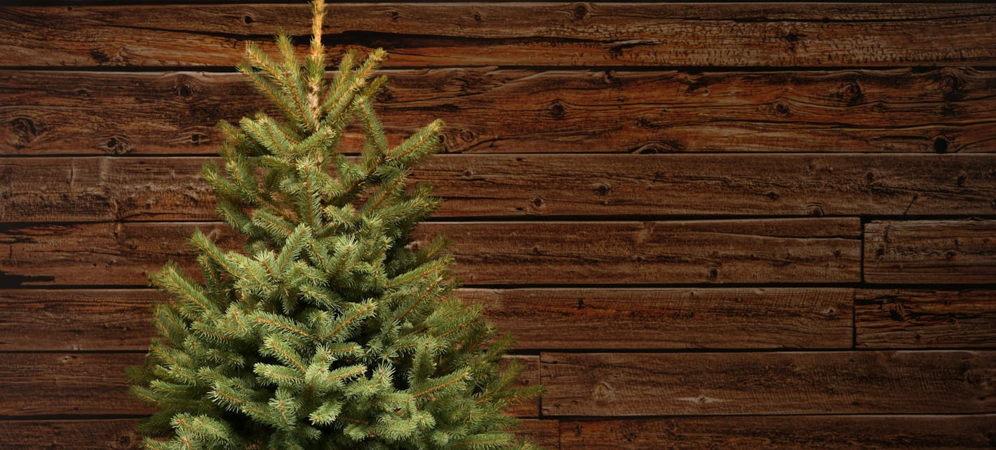 Bilde av et juletre uten pynt